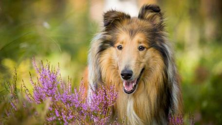 Majestic Collie Among Blooming Flowers wallpaper