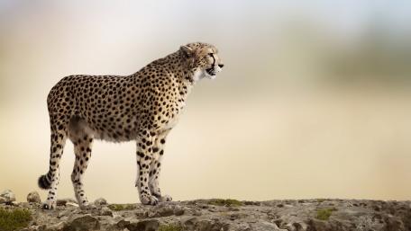 Majestic Cheetah on a Rocky Outcrop wallpaper