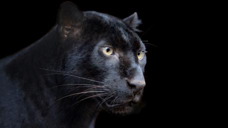 Mystique of the Majestic Panther wallpaper