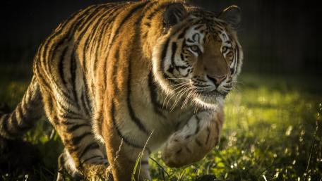 Majestic Tiger on the Prowl in Nature wallpaper