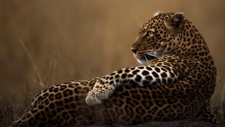 Majestic Leopard Resting in the Wilderness wallpaper