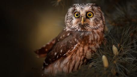 Majestic Owl Among Pine Needles wallpaper