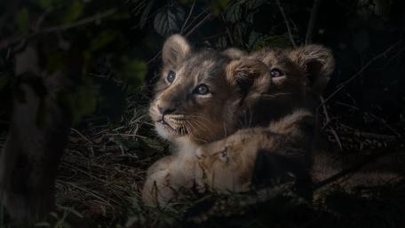 Majestic Lion Cubs in Nature's Embrace wallpaper