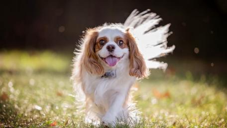 Joyful Springtime Pup Running Free in Nature wallpaper