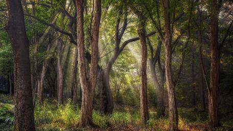Enchanted Forest with Sunlight Rays wallpaper