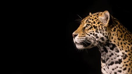 Majestic Leopard Against a Dark Background wallpaper
