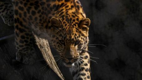 Majestic Leap of a Leopard wallpaper