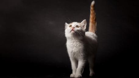 Curious Cat Under Dramatic Light wallpaper