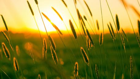 Golden Sunrise Over Gentle Grasslands wallpaper