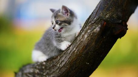 Playful Kitten on a Tree Branch wallpaper