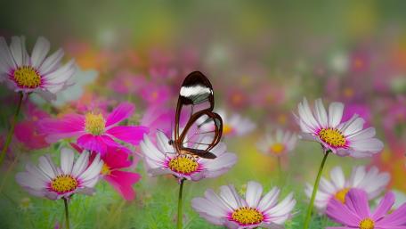 Delicate Beauty of Nature's Harmony wallpaper