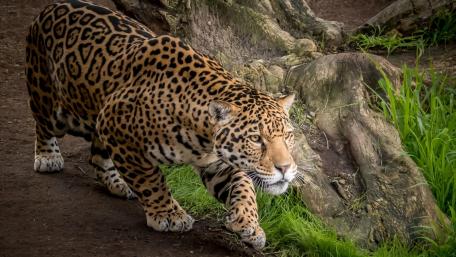 Majestic Leopard in Its Natural Habitat wallpaper