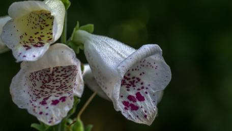 Delicate Blooms in Nature's Embrace wallpaper