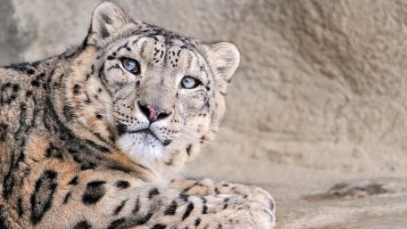 Majestic Snow Leopard Close-Up wallpaper