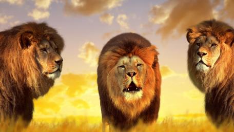 Majestic Lions Under a Golden Sky wallpaper