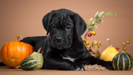 Adorable Puppy Surrounded by Fall Harvest Decor wallpaper
