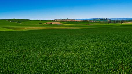 Lush Green Fields Under a Clear Blue Sky wallpaper