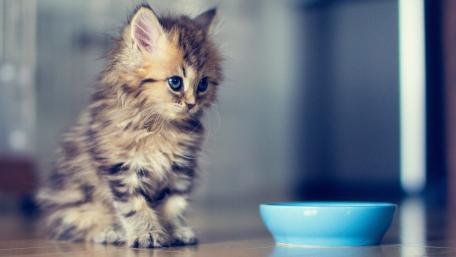 Fluffy Kitten with Blue Bowl wallpaper