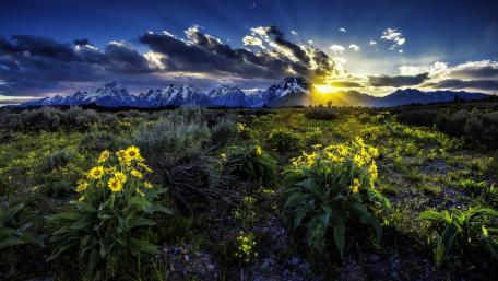 Majestic Mountain Sunrise Over Wildflowers wallpaper