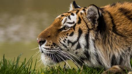 Majestic Tiger in Natural Habitat wallpaper