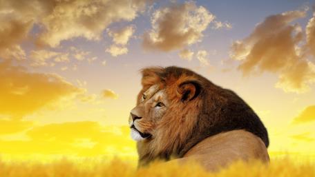 Majestic Lion at Sunset wallpaper