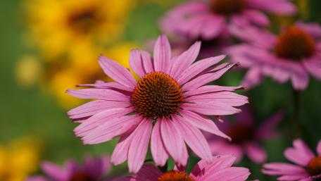 coneflowers wallpaper