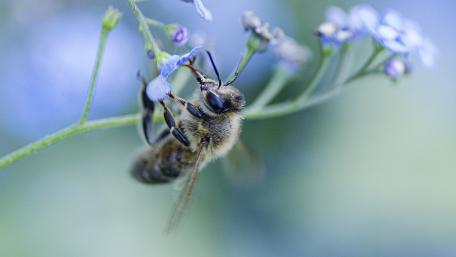 Gentle Pollinator Among Blossoms wallpaper