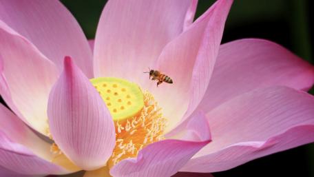 Lotus Blossom and Busy Bee Wallpaper wallpaper