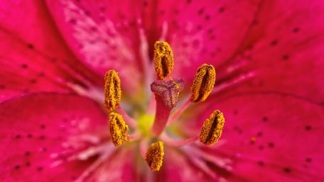 pink flower wallpaper