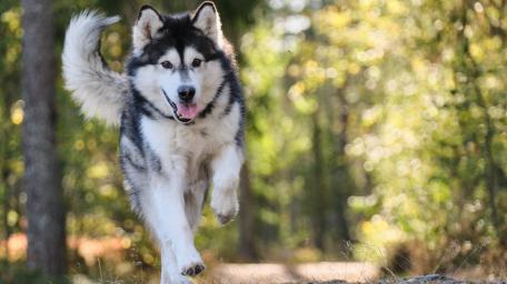 Running Free in Nature's Embrace wallpaper