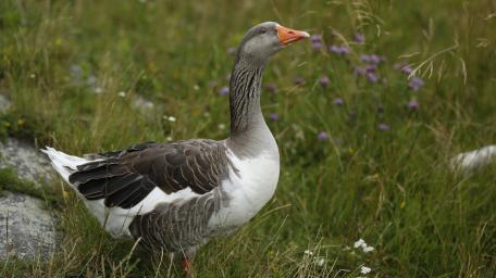 goose wallpaper