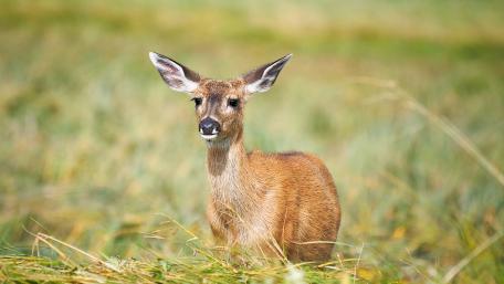 Fallow deer wallpaper