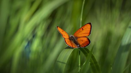 Butterfly wallpaper