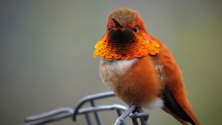 bird wallpaper