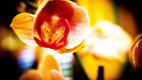 Elegant Orchid in Bloom with Vibrant Colors wallpaper