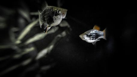 Graceful Fish in Dark Waters wallpaper