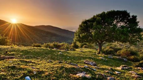 Serene Sunrise Over a Hilltop Tree wallpaper
