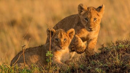Adorable Lion Cubs in the Wild wallpaper