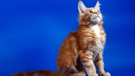 Majestic Cat Against a Blue Canvas wallpaper