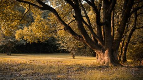 Autumn tree wallpaper