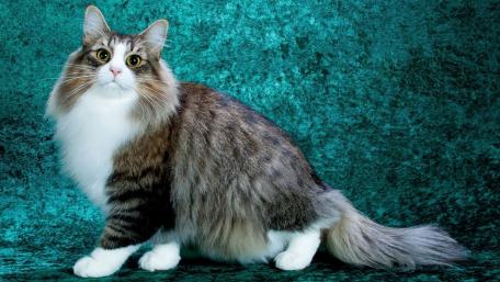 Majestic Cat on a Vibrant Background wallpaper