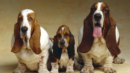 Playful Basset Hounds Family Portrait wallpaper