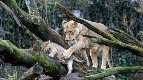 Majestic Lioness with Her Playful Cub wallpaper