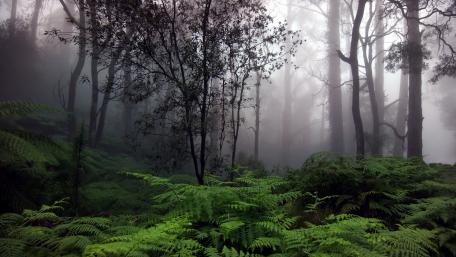 Misty Forest Enchantment wallpaper