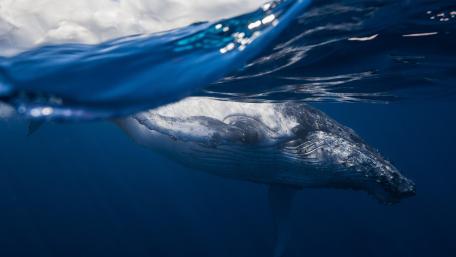 Majestic Humpback Whale Underwater Scene wallpaper