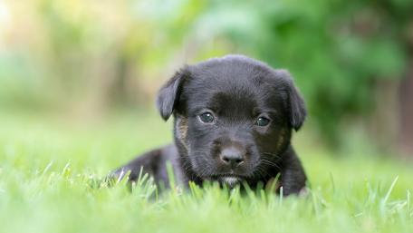 Adorable Black Puppy Amongst Green Grass wallpaper