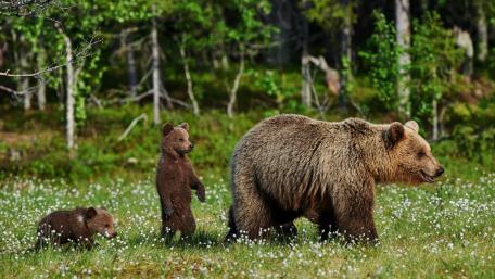 Playful Bear Cubs in the Wild wallpaper