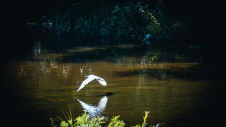 Graceful Bird Gliding Over Water Surface wallpaper