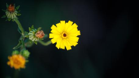 Vibrant Yellow Flower Against Dark Background wallpaper