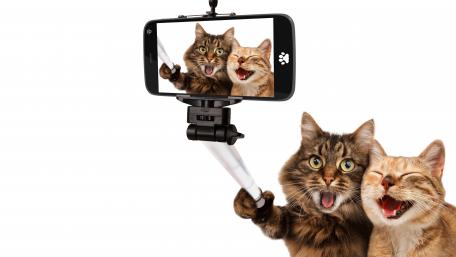 Cat selfie wallpaper